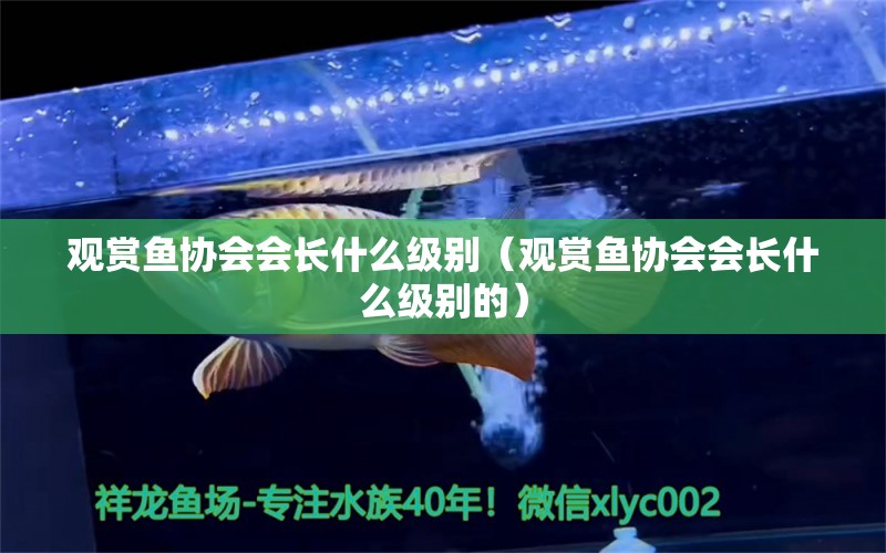 觀賞魚協(xié)會(huì)會(huì)長(zhǎng)什么級(jí)別（觀賞魚協(xié)會(huì)會(huì)長(zhǎng)什么級(jí)別的）