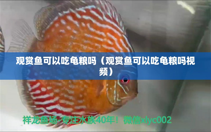 觀賞魚(yú)可以吃龜糧嗎（觀賞魚(yú)可以吃龜糧嗎視頻）