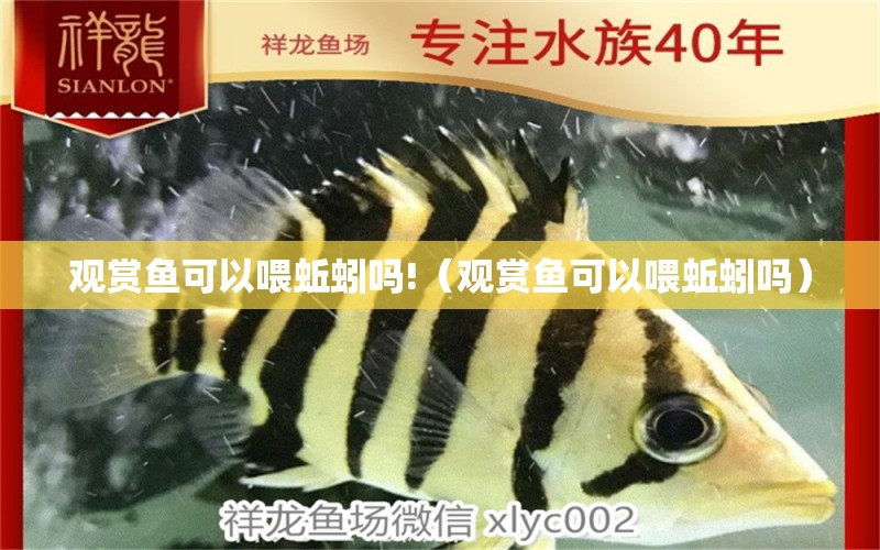 觀賞魚可以喂蚯蚓嗎!（觀賞魚可以喂蚯蚓嗎） 祥龍魚場