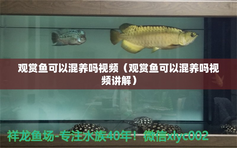 觀賞魚(yú)可以混養(yǎng)嗎視頻（觀賞魚(yú)可以混養(yǎng)嗎視頻講解）