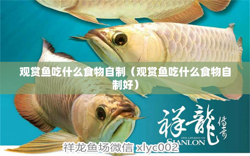 觀賞魚吃什么食物自制（觀賞魚吃什么食物自制好）