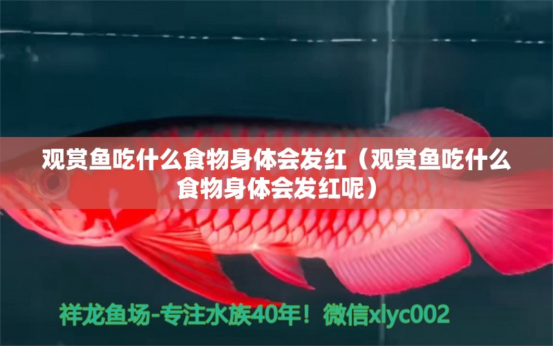 觀賞魚吃什么食物身體會發(fā)紅（觀賞魚吃什么食物身體會發(fā)紅呢） 量子養(yǎng)魚技術(shù)