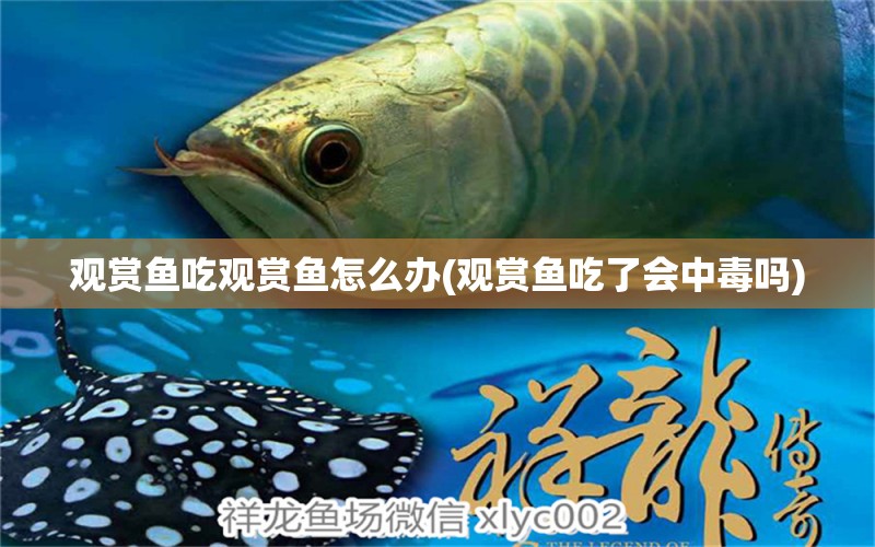 觀賞魚吃觀賞魚怎么辦(觀賞魚吃了會中毒嗎) PH調(diào)節(jié)劑