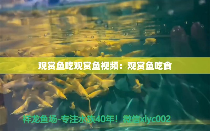 觀賞魚吃觀賞魚視頻：觀賞魚吃食