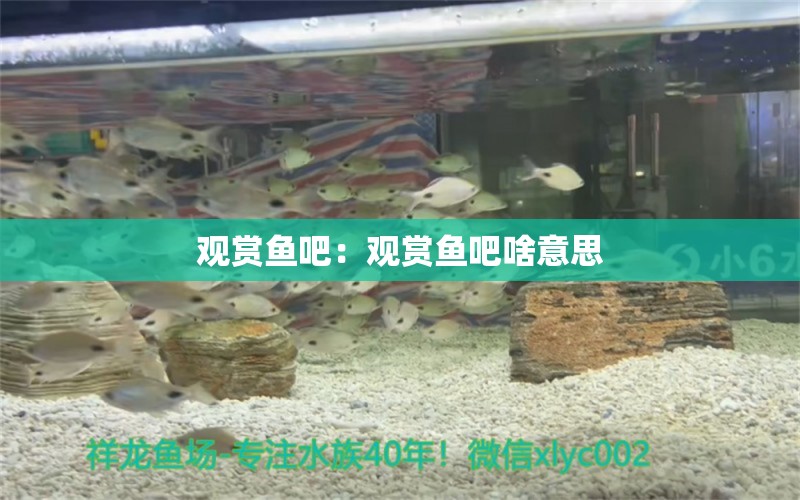 觀賞魚吧：觀賞魚吧啥意思