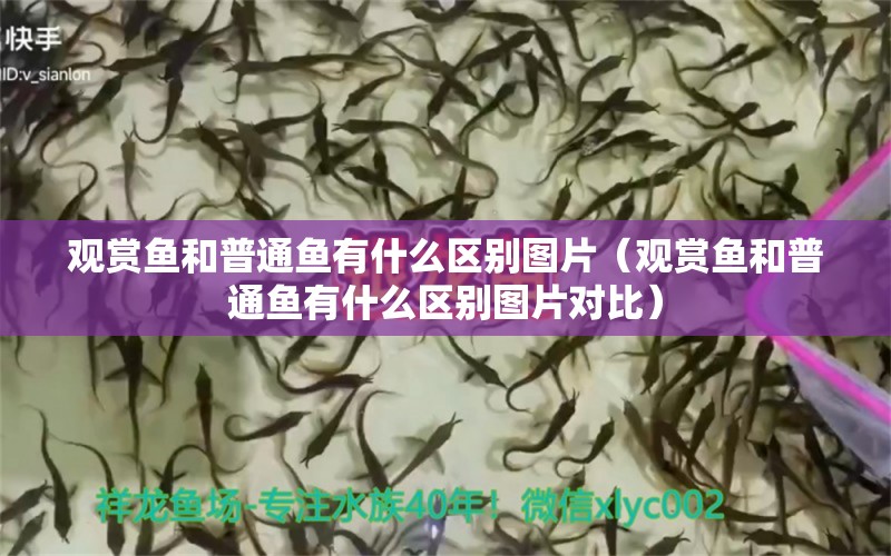 觀賞魚和普通魚有什么區(qū)別圖片（觀賞魚和普通魚有什么區(qū)別圖片對比） 祥龍水族醫(yī)院