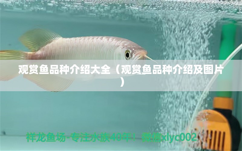 觀賞魚品種介紹大全（觀賞魚品種介紹及圖片） 過背金龍魚