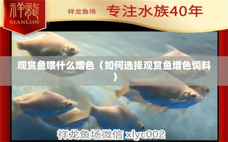 觀賞魚(yú)喂什么增色（如何選擇觀賞魚(yú)增色飼料） 黃金斑馬魚(yú) 第2張