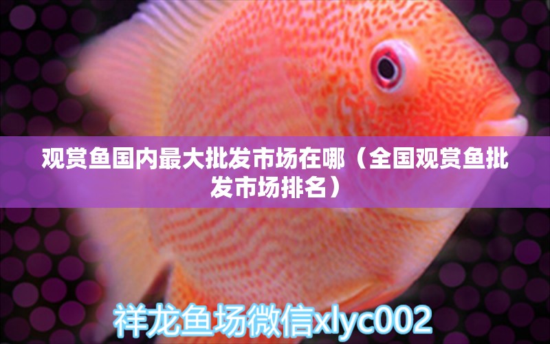 觀賞魚國內最大批發(fā)市場在哪（全國觀賞魚批發(fā)市場排名） 觀賞魚批發(fā)