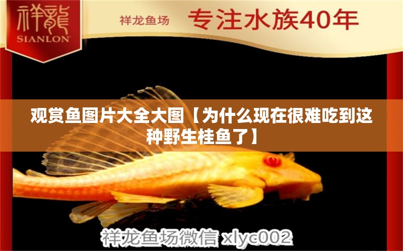 觀賞魚圖片大全大圖【為什么現(xiàn)在很難吃到這種野生桂魚了】 龍魚批發(fā)