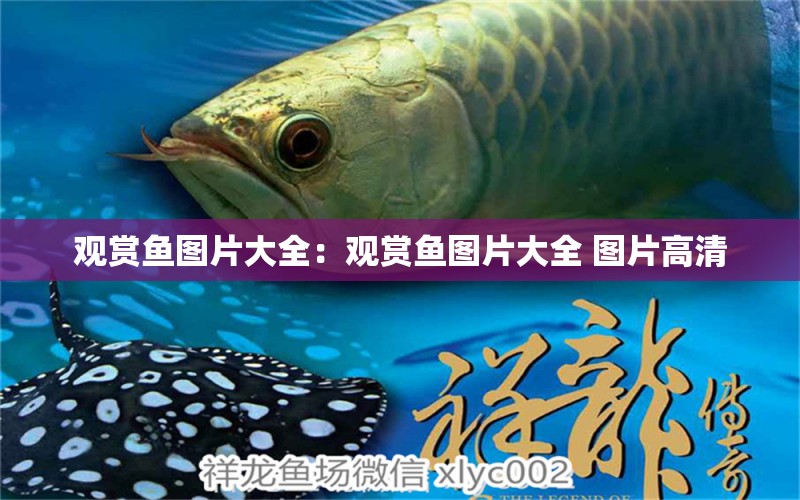 觀賞魚圖片大全：觀賞魚圖片大全 圖片高清 黑云魚