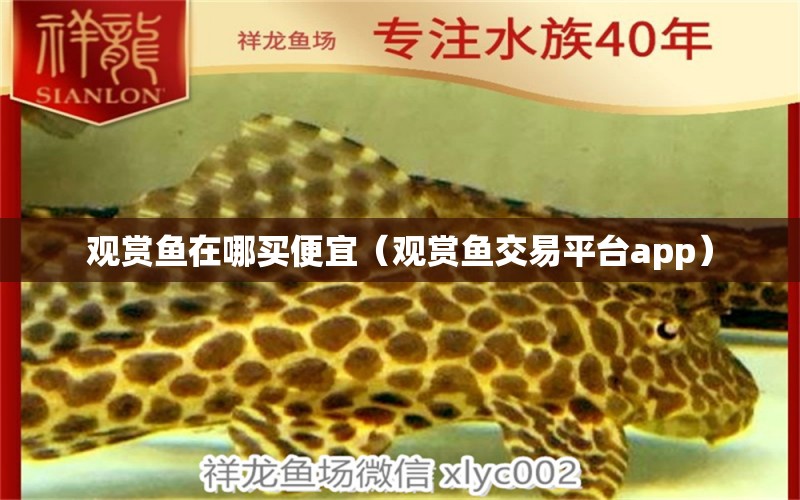 觀賞魚在哪買便宜（觀賞魚交易平臺(tái)app） 網(wǎng)上購買觀賞魚