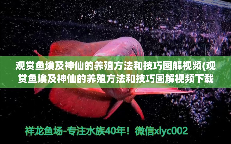 觀賞魚埃及神仙的養(yǎng)殖方法和技巧圖解視頻(觀賞魚埃及神仙的養(yǎng)殖方法和技巧圖解視頻下載) 埃及神仙魚