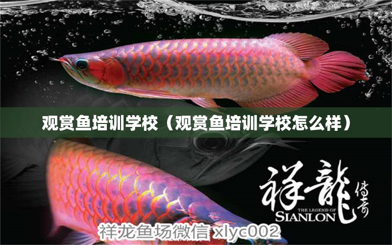 觀賞魚培訓(xùn)學(xué)校（觀賞魚培訓(xùn)學(xué)校怎么樣）