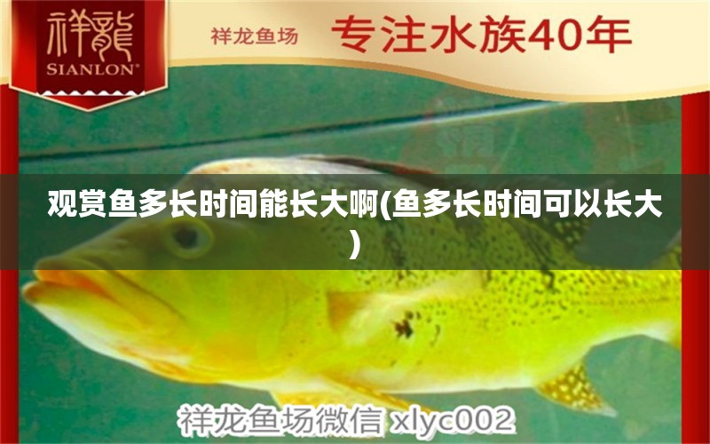 觀賞魚多長時間能長大啊(魚多長時間可以長大) 觀賞蝦蟹等飼料