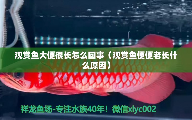 觀賞魚大便很長怎么回事（觀賞魚便便老長什么原因） 銀河星鉆魚