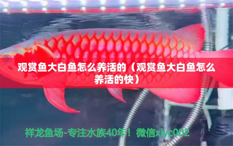 觀賞魚大白魚怎么養(yǎng)活的（觀賞魚大白魚怎么養(yǎng)活的快）