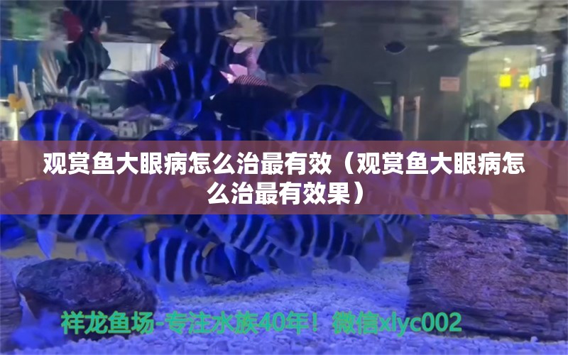 觀賞魚(yú)大眼病怎么治最有效（觀賞魚(yú)大眼病怎么治最有效果）