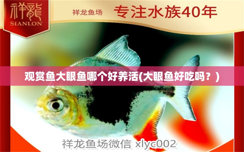 觀賞魚(yú)大眼魚(yú)哪個(gè)好養(yǎng)活(大眼魚(yú)好吃嗎？) 白子球鯊魚(yú)