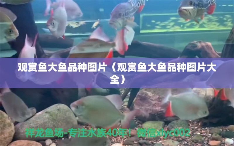 觀賞魚大魚品種圖片（觀賞魚大魚品種圖片大全） 祥龍水族醫(yī)院