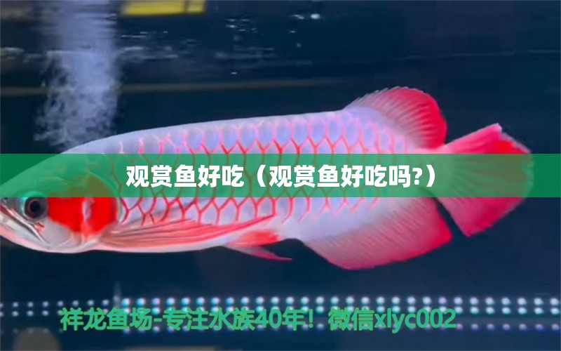 觀賞魚好吃（觀賞魚好吃嗎?） 祥龍水族醫(yī)院