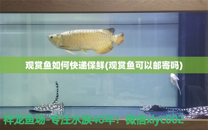 觀賞魚如何快遞保鮮(觀賞魚可以郵寄嗎) 黃金夢幻雷龍魚