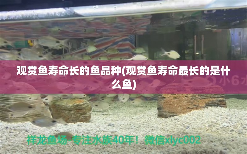 觀賞魚壽命長的魚品種(觀賞魚壽命最長的是什么魚) 白子銀龍魚苗