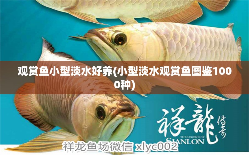 觀賞魚小型淡水好養(yǎng)(小型淡水觀賞魚圖鑒1000種) 水族雜談