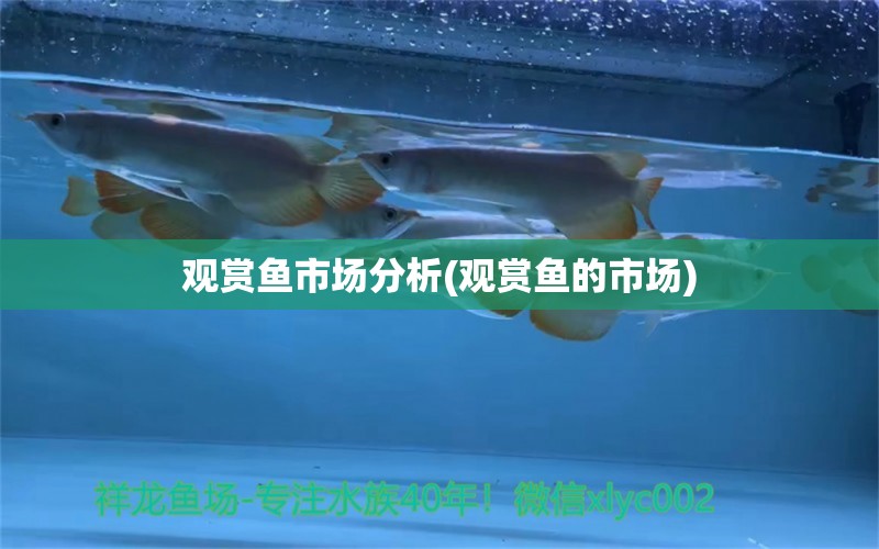 觀賞魚市場分析(觀賞魚的市場) 觀賞魚市場（混養(yǎng)魚）