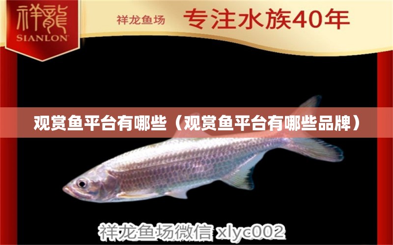 觀賞魚平臺有哪些（觀賞魚平臺有哪些品牌）