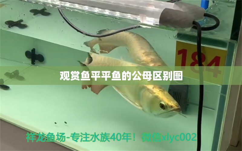 觀賞魚平平魚的公母區(qū)別圖 祥龍魚場(chǎng)