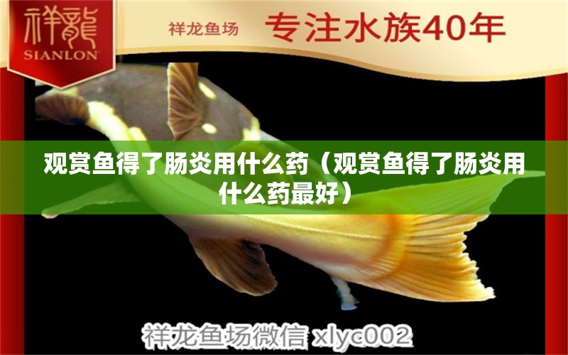 觀賞魚得了腸炎用什么藥（觀賞魚得了腸炎用什么藥最好）