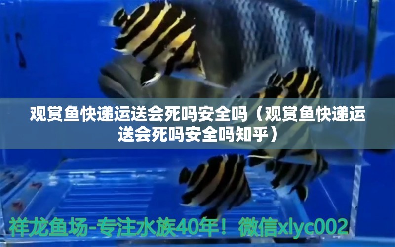 觀賞魚快遞運送會死嗎安全嗎（觀賞魚快遞運送會死嗎安全嗎知乎）