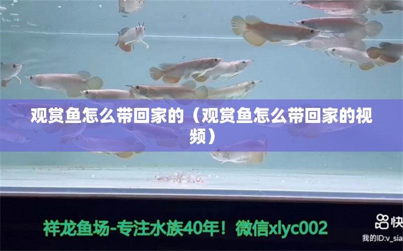 觀賞魚怎么帶回家的（觀賞魚怎么帶回家的視頻） 觀賞魚市場(chǎng)（混養(yǎng)魚）