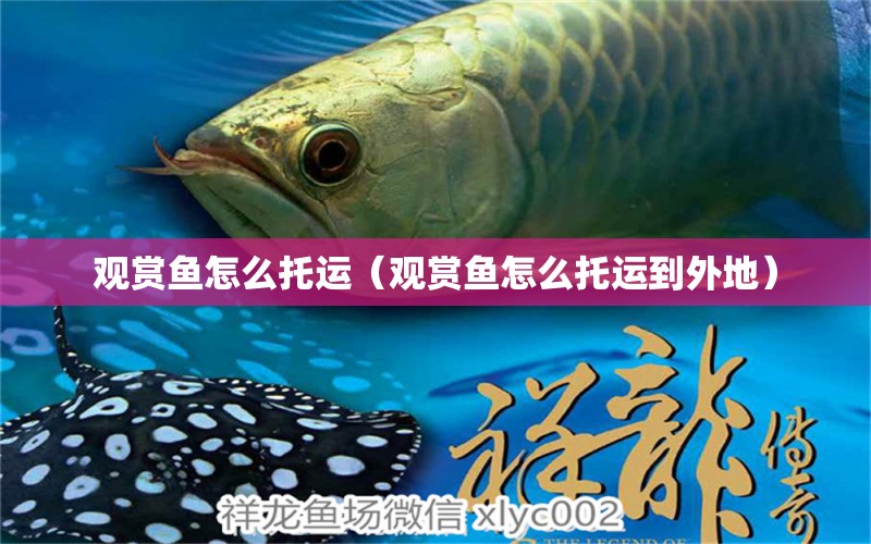 觀賞魚怎么托運（觀賞魚怎么托運到外地） 水草