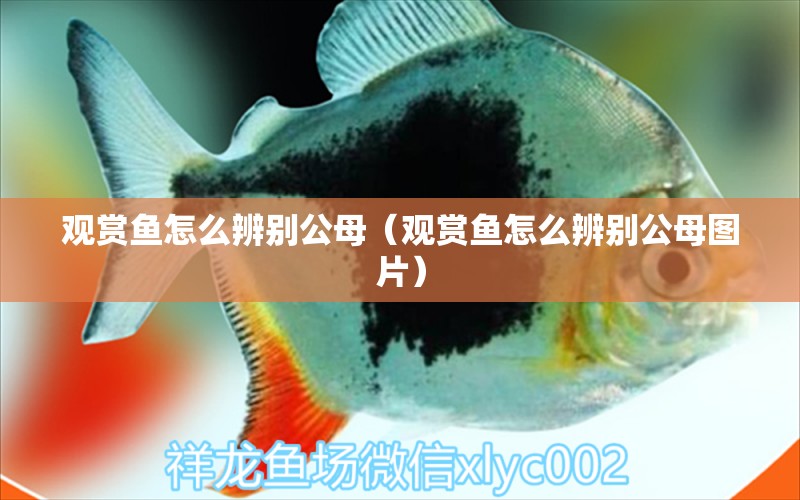 觀賞魚怎么辨別公母（觀賞魚怎么辨別公母圖片）