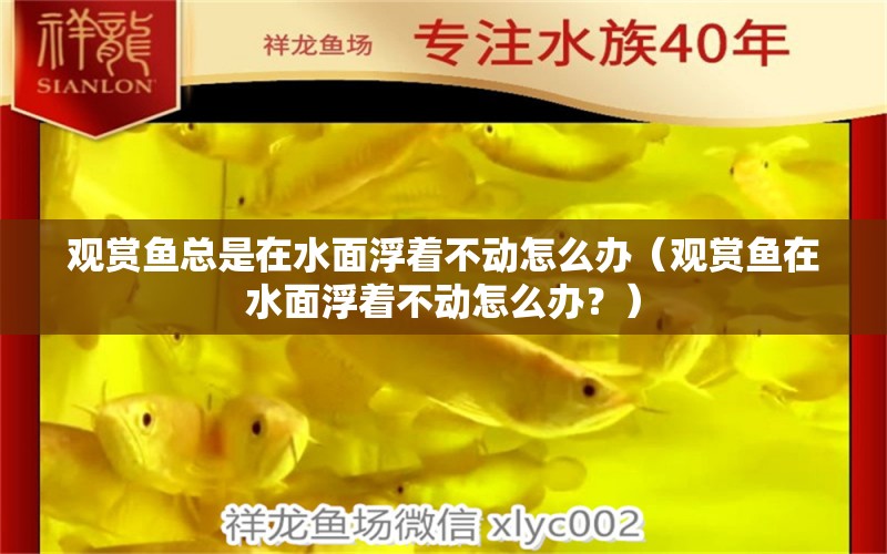 觀賞魚總是在水面浮著不動怎么辦（觀賞魚在水面浮著不動怎么辦？） 鸚鵡魚 第2張