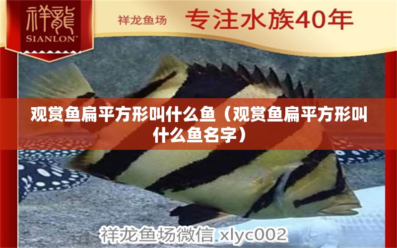 觀賞魚(yú)扁平方形叫什么魚(yú)（觀賞魚(yú)扁平方形叫什么魚(yú)名字） 祥龍水族醫(yī)院