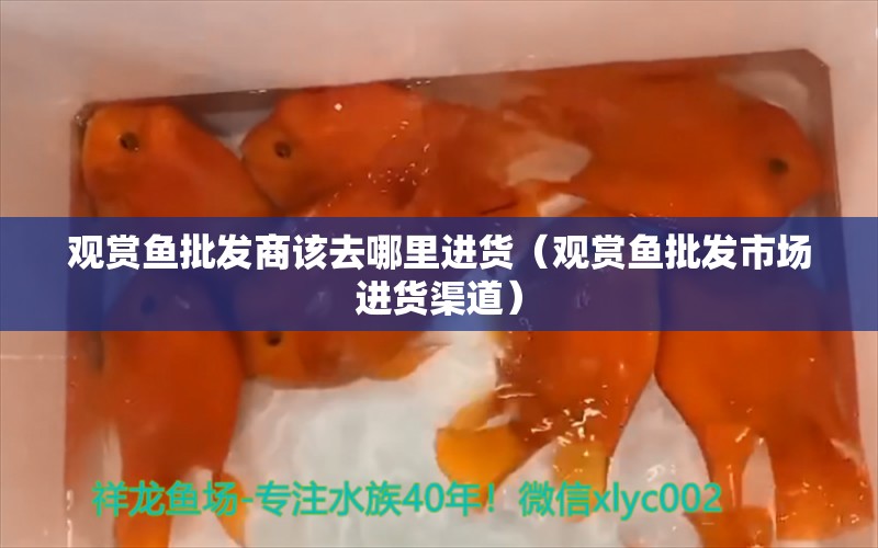 觀賞魚批發(fā)商該去哪里進(jìn)貨（觀賞魚批發(fā)市場(chǎng)進(jìn)貨渠道） 觀賞魚批發(fā)