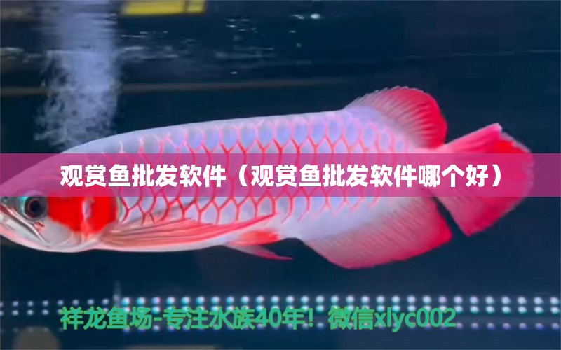 觀賞魚批發(fā)軟件（觀賞魚批發(fā)軟件哪個(gè)好） 觀賞魚批發(fā)