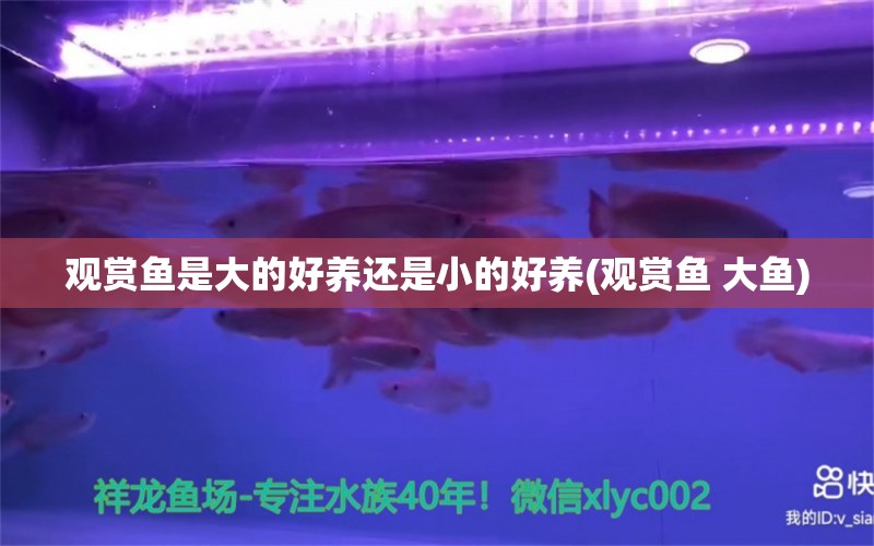 觀賞魚是大的好養(yǎng)還是小的好養(yǎng)(觀賞魚 大魚) 刀魚魚