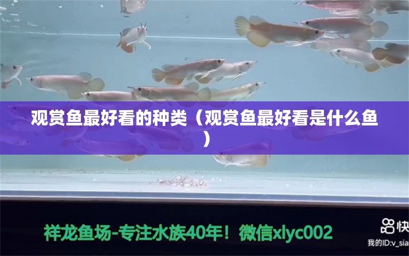 觀賞魚最好看的種類（觀賞魚最好看是什么魚）