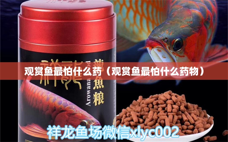 觀賞魚最怕什么藥（觀賞魚最怕什么藥物） 祥龍水族醫(yī)院