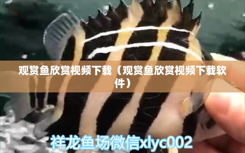 觀賞魚欣賞視頻下載（觀賞魚欣賞視頻下載軟件） 祥龍魚場(chǎng)