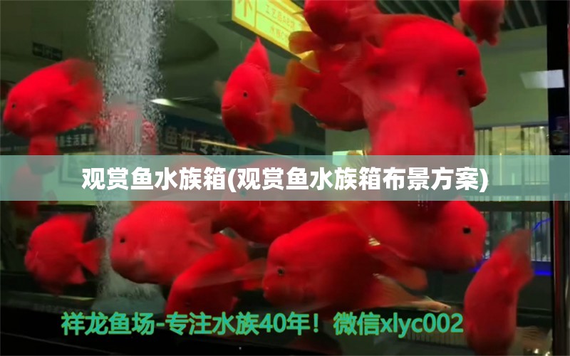 觀賞魚(yú)水族箱(觀賞魚(yú)水族箱布景方案)