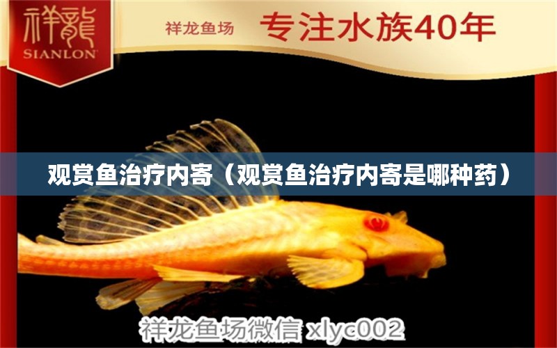 觀賞魚治療內(nèi)寄（觀賞魚治療內(nèi)寄是哪種藥）