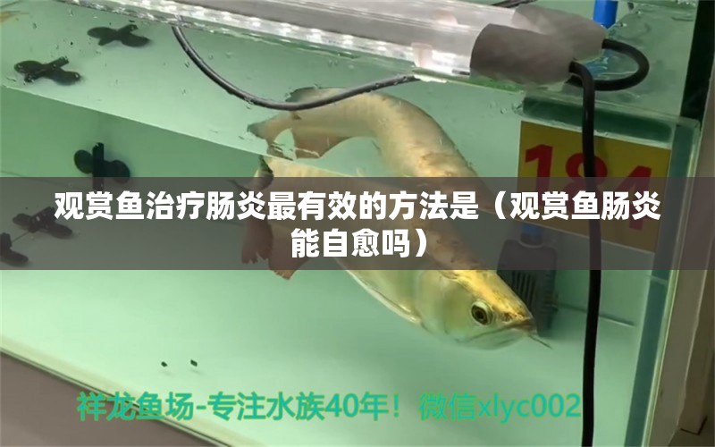 觀賞魚治療腸炎最有效的方法是（觀賞魚腸炎能自愈嗎） 蘇虎苗（蘇門答臘虎魚苗）