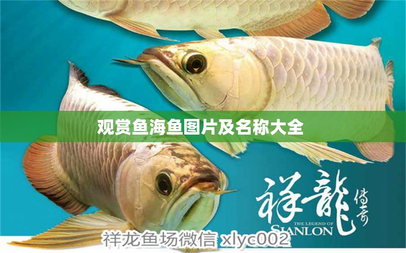 觀賞魚(yú)海魚(yú)圖片及名稱大全  銀河星鉆魚(yú)