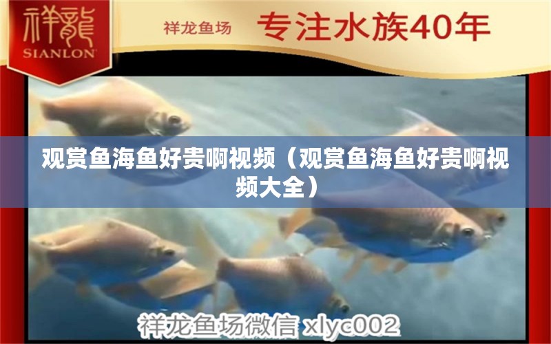 觀賞魚海魚好貴啊視頻（觀賞魚海魚好貴啊視頻大全）