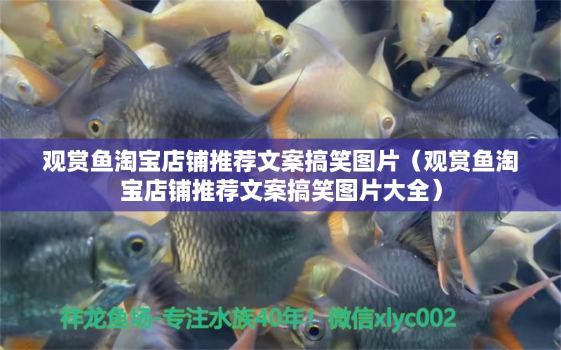 觀賞魚淘寶店鋪推薦文案搞笑圖片（觀賞魚淘寶店鋪推薦文案搞笑圖片大全） 祥龍水族醫(yī)院